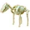Развивающая модель "Скелет лошади" с основанием, инструкция по сборке инфо 802b.